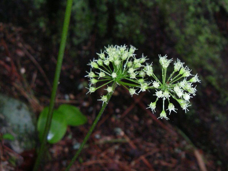 Aralia nudicaulis